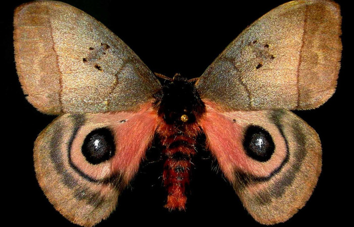 Fig. 26. Vista dorsal de macho de <i>Automeris celata</i>, café con tonos dorados, ocelos pequeños, anillo amarillo intenso, con una envergadura de 70 mm aproximadamente.Voucher: 97-SRNP-6417-DHJ31054.