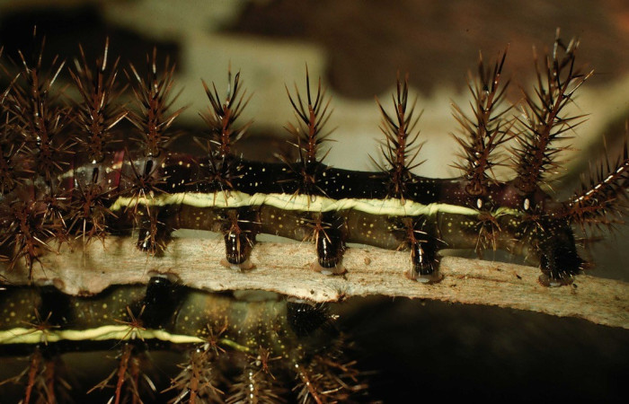 Fig. 13. Vista lateral de larva de <i>Automeris banus</i> (Saturniidae) en planta hospedera <i>Arachnothryx buddleioides</i> (Rubiaceae).Voucher: 98-SRNP-2661-DHJ44309.jpg