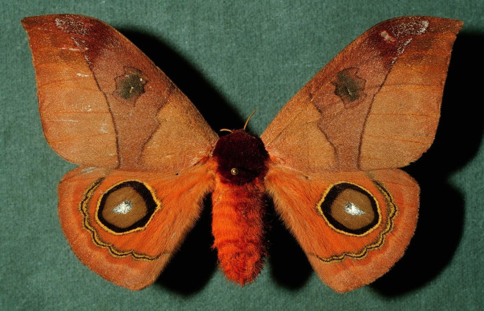 Fig. 28. Vista dorsal de hembra de <i>Automeris hamata</i>, naranja con tonos dorados, ocelos con anillo amarillo brillante, con una envergadura aproximada de 65 a 80 mm.Voucher: INBioCRI002222942.