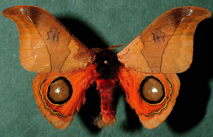 Fig. 29. Vista dorsal de macho de <i>Automeris hamata</i>, naranja con tonos dorados, ocelos con anillo amarillo brillante. Voucher: INBioCRI002223088.