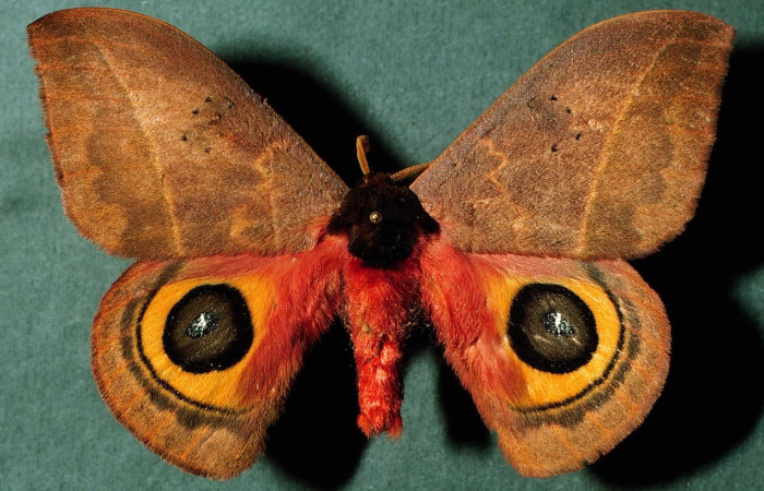 Fig. 30. Vista dorsal de macho de <i>Automeris belti</i> coloración marrón a cobrizo, ocelos anaranjados a negros. Voucher: INBioCRI002223947.