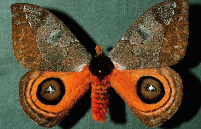 Fig. 31. Vista dorsal de macho de <i>Automeris banus</i> color marrón a rojizo, con ocelos grandes con anillo negro y centro azul. Voucher: INBioCRI002224217