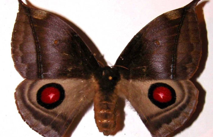 Fig. 1 Adulto <i>Gamelia mustoides</i> (Saturiidae), vista dorsal mide 76mm.  Sendero Circular, Sector Cacao, 1185 m. 01-SRNP-7342-DHJ36346.