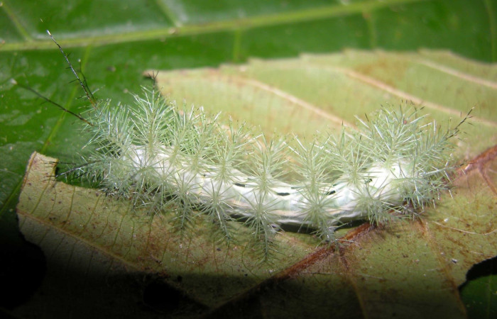 Fig. 10 Larva <i>Gamelia mustoides</i> (Saturniidae),  vista dorsal mide 53mm. Sendero Mismo, Sector Pitilla, 680 m. 03-SRNP-20372-DHJ91215.jpg