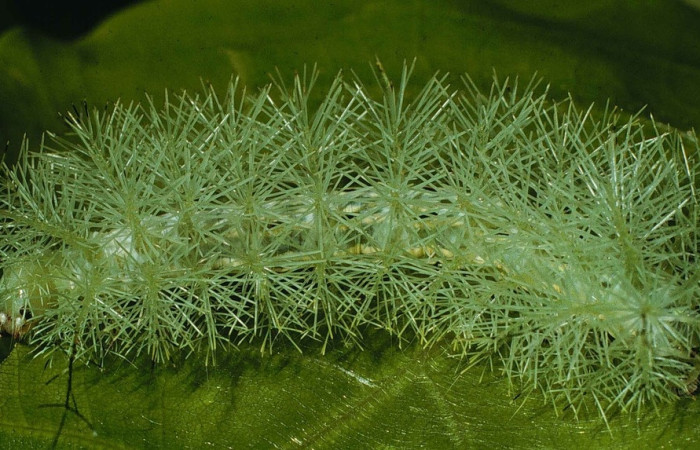 Fig. 11 Larva <i>Gamelia musta[/I] (Saturniidae),  vista dorsal mide 53mm. Sendero Vivero, Sector San Cristóbal, 730 m. 98-SRNP-6551-DHJ45918.jpg