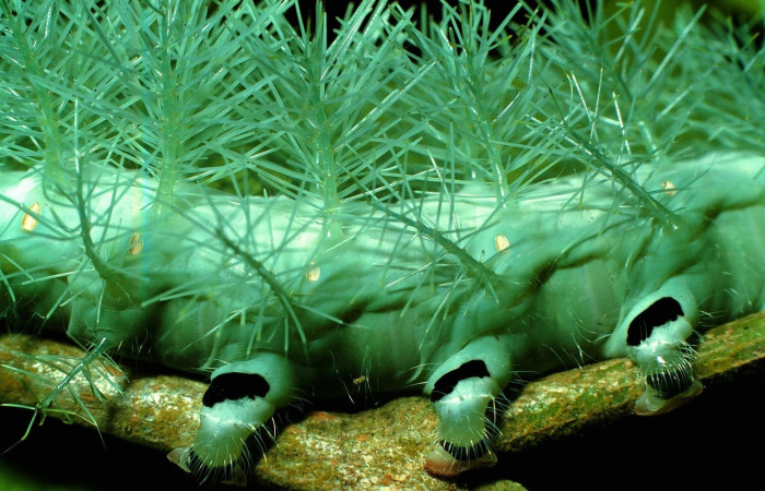 Fig. 12 Larva <i>Gamelia musta[/I] (Saturniidae),  vista dorsal mide 53mm. Quebrada Florcita, Sector Cacao, 860 m. 97-SRNP-580-DHJ40241.jpg