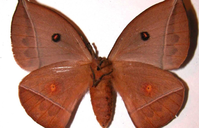 Fig. 14 Adulto <i>Gamelia septentrionalis</i> (Saturniidae), vista dorsal mide 53mm. Rio Chon, Sector Del Oro 320 m. 02-SRNP-29905-DHJ36071.