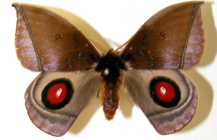 Fig. 15 Adulto <i>Gamelia mustoides</i> (Saturiidae), vista dorsal mide 76mm. Sendero Mismo, Sector Pitilla, 680 m. 03-SRNP-21049-DHJ39966.