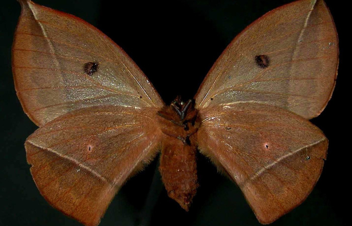 Fig. 18 Adulto <i>Gamelia musta</i> (Saturniidae), vista vetral mide 76mm. Sendero Nayo, Sector Cacao,1090 m. 99-SRNP-382-DHJ31198.