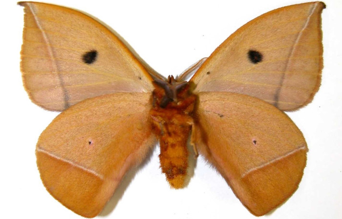 Fig. 3 Adulto <i>Gamelia mustoides</i> (Saturiidae), vista dorsal mide 57mm. Sendero Circular, Sector Cacao, 1185 m. 01-SRNP-7342-DHJ36347.