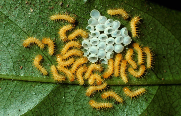 Fig. 7 huevos  <i>Gamelia musta[/I] (Saturniidae),  vista dorsal mide 4mm. Sendero Circular, Sector Cacao 1185 m. 01-SRNP-7324-DHJ61831.jpg