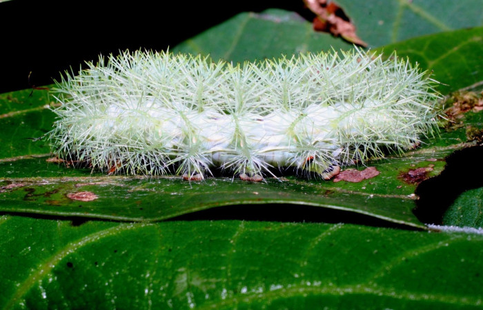 Fig. 8 Larva <i>Gamelia septentrionalis</i> (Saturniidae), vista dorsal mide 53mm. Manguera, Sector Pitilla 470 m. 08-SRNP-72841-DHJ450065.jpg.