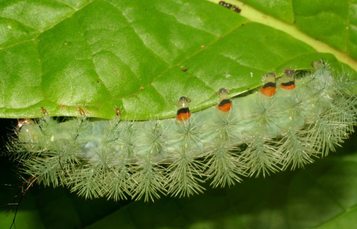 Fig. 9 Larva <i>Gamelia septentrionalis</i> (Saturniidae), vista dorsal mide 53mm. Rio Chon, Sector Del Oro 320 m. 07-SRNP-23747-DHJ429994.jpg.