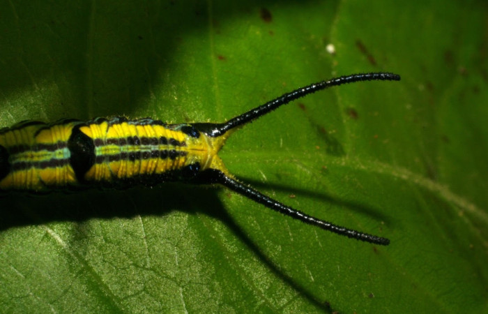 Figura 4. Larva de <i>Marpesia fruhstorferi</i> (Nymphalidae), en segundo estadío, vista cabeza dorsal, en la hoja de <i>Clarisia mexicana</i> (Moraceae), mide (21mm), 02/05/1999. 05-SRNP-43159-DHJ407880.jpg.
