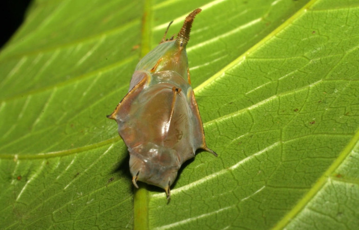 Figura 12. Pupa de <i>Marpesia fruhstorferi</i> (Nymphalidae), vista frontal, en la hoja de <i>Clarisia mexicana</i> (Moraceae), mide (21mm), 02/05/1999. 05-SRNP-4676-DHJ403081.jpg.