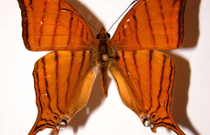 Figura 1. Adulto <i>Marpesia fruhstorferi</i> (Nymphalidae), posición dorsal. Área de Conservación Guanacaste, Sector Santa Rosa. 99-SRNP-5185-DHJ38674.