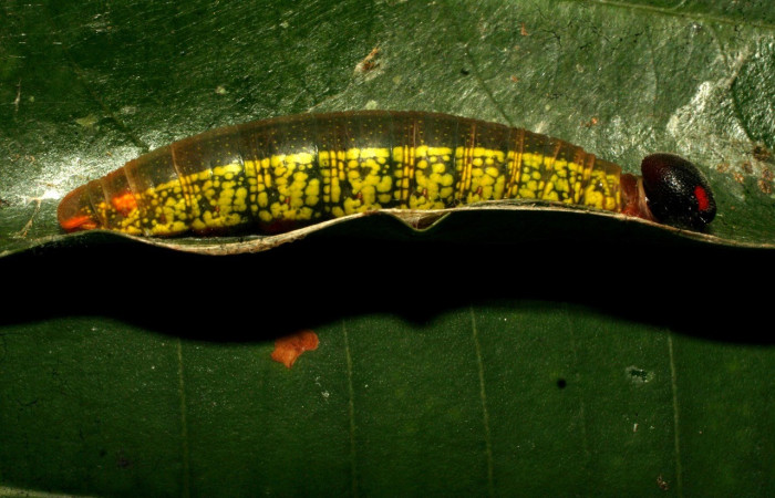  Larva en posición lateral de <i>Telegonus hopfferi</i>(Hesperiidae), U estadio. Sector Pitilla, Santa Cecilia. Voucher 11-SRNP-32550-DHJ484181.jpg.