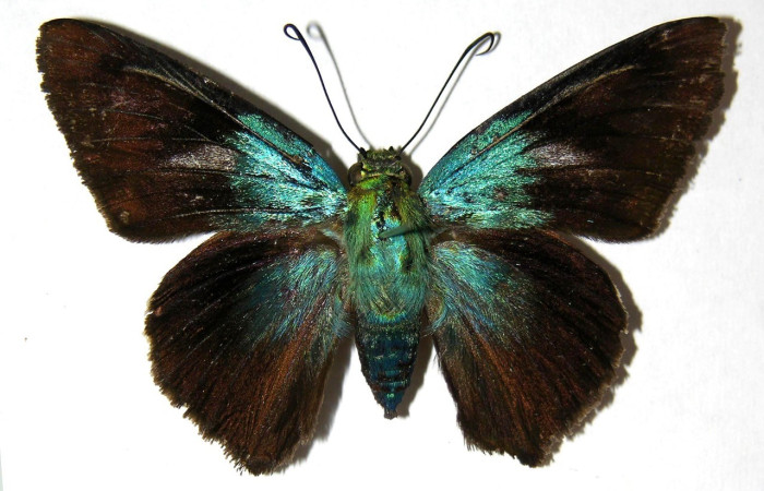  Adulto en posición dorsal de <i>Telegonus</i> hopfferiDHJ01 (Hesperiidae). Sector Santa Rosa, Quebrada Puercos. Voucher 05-SRNP-60355-DHJ327476