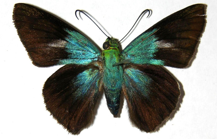  Adulto en posición dorsal de <i>Telegonus</i> hopfferiDHJ02 (Hesperiidae). Potrerillos, Rió Azufrado. Voucher 05-SRNP-61464-DHJ327498.