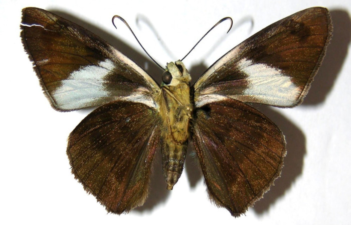  Adulto en posición ventral de <i>Telegonus</i> hopfferiDHJ02(Hesperiidae). Sector Santa Rosa, Quebrada Puercos. Voucher 05-SRNP-61464-DHJ327499.