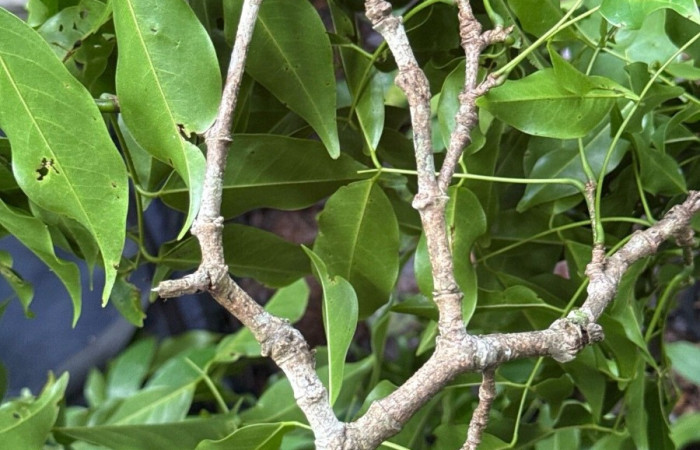  <i>Platysmicium dimorphandrum</i> (Fabaceae), planta hospedera de <i>Telegonus hopfferi</i> (Limacodidae). Foto tomada de PlantNet. Área de Conservación Guanacaste, Costa Rica.