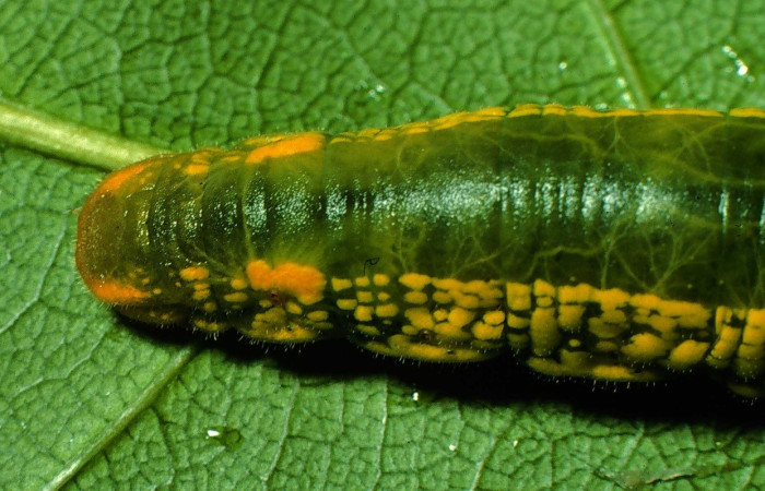 Cola en posición lateral de <i>Telegonus hopfferi</i> (Hesperiidae), U estadio. Sector Santa Rosa, Casona Santa Rosa. Voucher 96-SRNP-8814-DHJ28361.jpg.