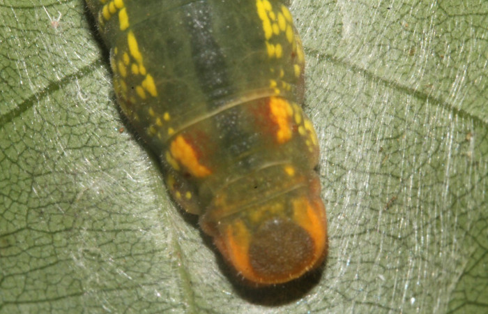  Cola en posición dorsal de <i>Telegonus</i> hopfferiDHJ01(Hesperiidae), PU estadio. Sector Rincon Rain Forest, Quebrada Escondida. Voucher 13-SRNP-40974-DHJ707649.jpg.