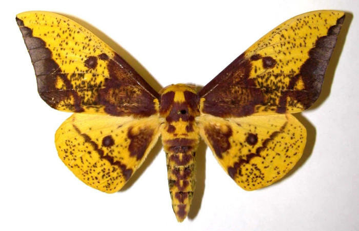 Fig. 21. Vista dorsal de adulto macho de <i>Eacles</i> imperialisDHJ01 (Saturniidae). Voucher: 03-SRNP-31256-DHJ39952