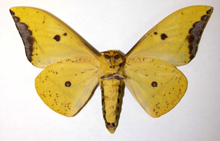 Fig. 22. Vista dorsal de adulto macho de <i>Eacles</i> imperialisDHJ01 (Saturniidae). Voucher: 03-SRNP-31256-DHJ39953.