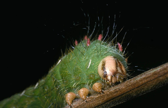 Fig. 4. Vista de las propatas de larva de <i>Eacles</i> imperialisDHJ01 (Saturniidae), en último estadio. Alimentándose de <i>Psidium guajava</i> (introducido) (Myrtaceae). Voucher: 04-SRNP-2617-DHJ84232.jpg