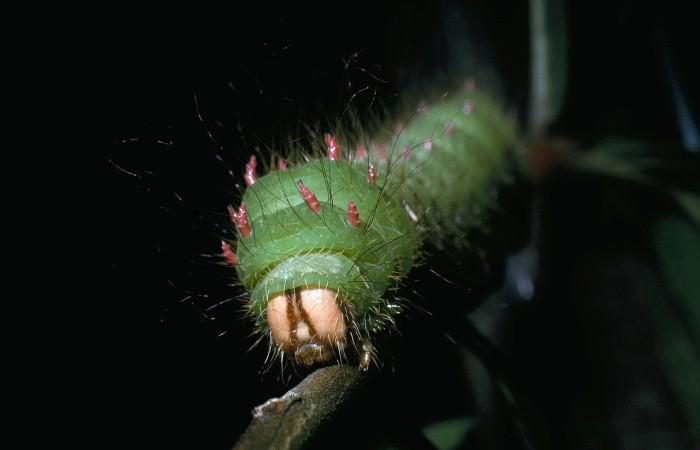 Fig.5 Vista de la cabeza de <i>Eacles</i> imperialisDHJ01 (Saturniidae), también se observa los escólios que son de color rojo y los usa para defensa visual. En <i>Eacles</i> los escólios son blandos y no venenosos. Voucher: 04-SRNP-2617-DHJ84235.jpg