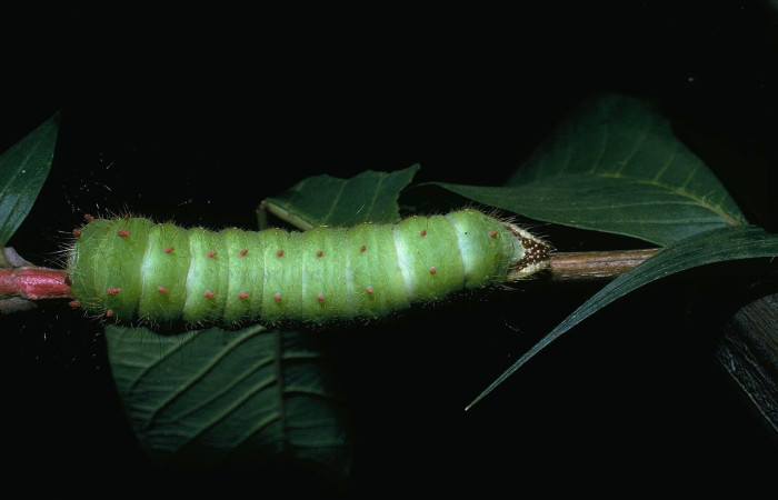 Fig. 6. Vista dorsal de <i>Eacles</i> imperialisDHJ01 (Saturniidae) en planta hospedera <i>Psidium guajava</i> (introducido). (Myrtaceae). Voucher: 04-SRNP-2617-DHJ84237.jpg