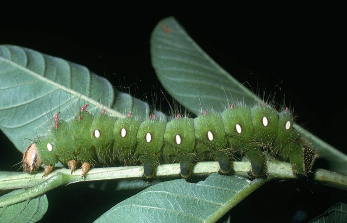 Fig. 7. Vista lateral de <i>Eacles</i> imperialisDHJ01 (Saturniidae).Su aspecto espinoso es puramente defensivo (mimetismo o disuasión visual). Voucher: 04-SRNP-2617-DHJ84239.jpg
