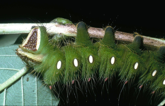 Fig. 8. Vista de las pseudopatas, se encuentran en los segmentos abdominales, son blandas, musculosas y no articuladas. Tiene ganchitos microscópicos llamados crochets, que ayudan a sujetarse a las hojas, también cuenta con pseudopatas anales, situadas en el último segmento abdominal. Voucher: 04-SRNP-2617-DHJ84248.jpg.