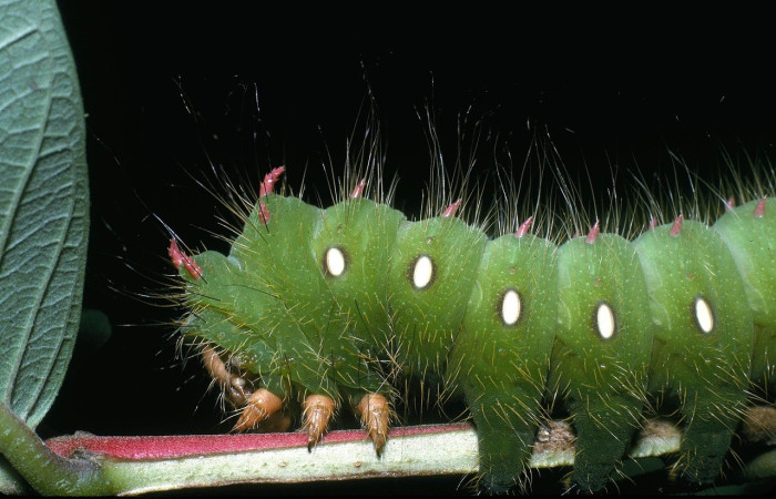 Fig. 10. Vista lateral del tórax de la larva de <i>Eacles</i> imperialisDHJ01 (Saturniidae).Voucher: 04-SRNP-2617-DHJ84250.jpg.