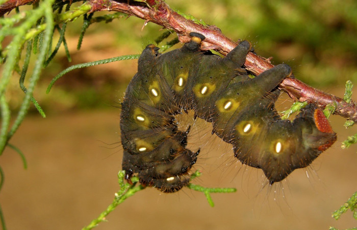 Fig.15. Vista lateral de larva en último estadio de <i>Eacles</i> imperialisDHJ01 (Saturniidae), alimentándose de <i>Cupressus lusitanica</i> (introducido) (Cupressaceae), su color cambia para entrar en fase de prepupa. Voucher:05-SRNP-40127-DHJ406804.jpg