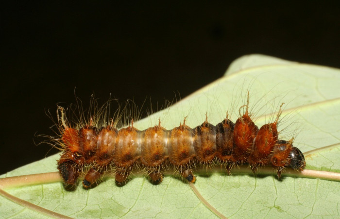 Fig. 3. Larva de <i>Eacles</i> imperialisDHJ01(Saturniidae). Voucher: 06-SRNP-41747-DHJ414373.jpg