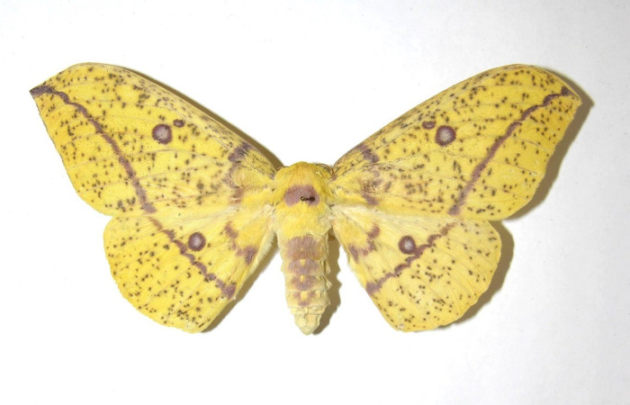 Fig. 23. Vista dorsal de adulto de <i>Eacles imperialis</i> (Saturniidae). Voucher: 07-SRNP-43051-DHJ393916.
