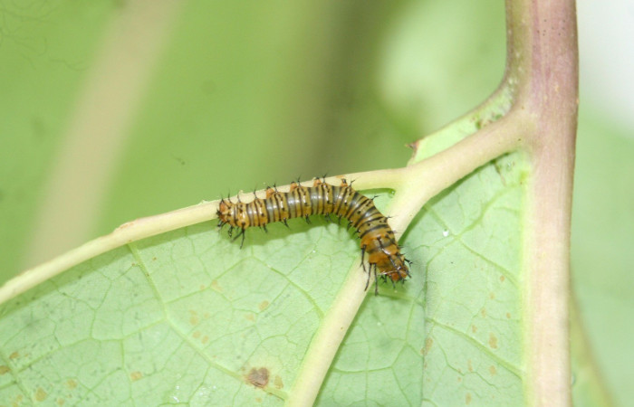 Fig. 1. Larva de <i>Eacles</i> imperialisDHJ01 (Saturniidae) en segundo estadio, alimentandose de <i>Gmelina arborea</i> (introducido) (Lamiaceae). Voucher: 13-SRNP-69705-DHJ714026.JPG.