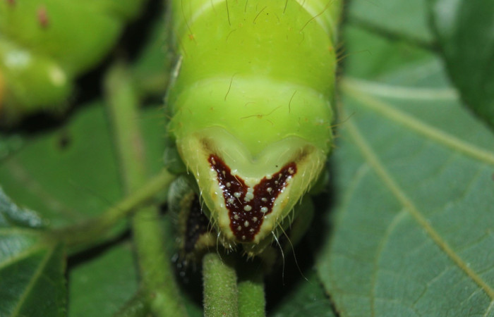 Fig. 9. Vista de la parte trasera de larva de <i>Eacles</i> imperialisDHJ01 (Saturniidae).Voucher: 14-SRNP-72024-DHJ726364.jpg.