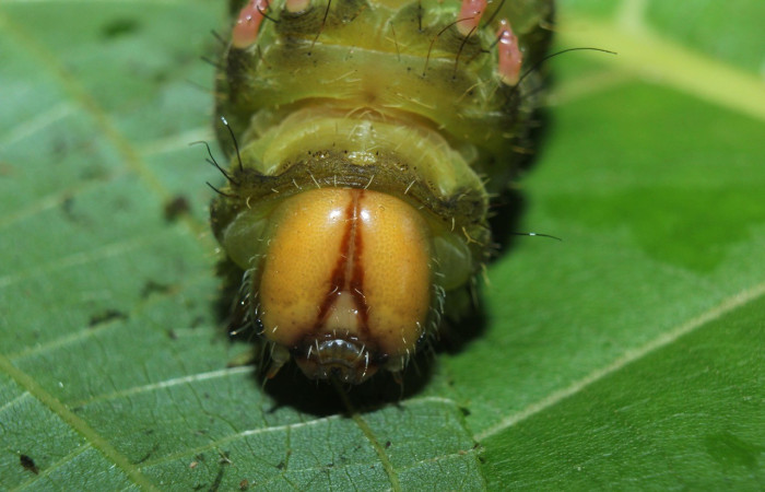Fig. 16. Vista de la cabeza de larva de <i>Eacles</i> imperialisDHJ01 (Saturniidae), en prepupa, sobre la planta hospedera <i>Trichospermum grewiifolium</i> (Malvaceae).Voucher: 14-SRNP-72024-DHJ726373.jpg.