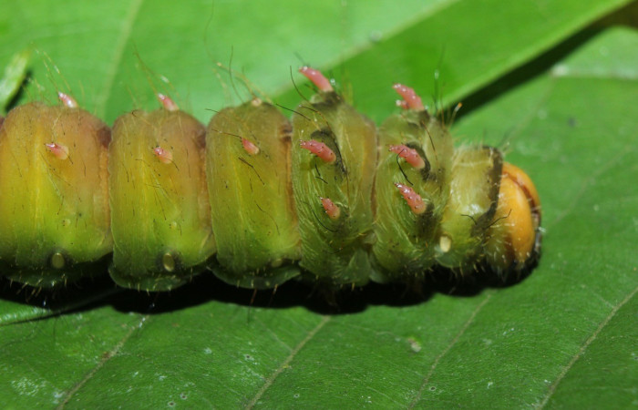 Fig. 17. Vista lateral de <i>Eacles</i> imperialisDHJ01 (Saturniidae), en prepupa. Voucher: 14-SRNP-72024-DHJ726375.jpg.