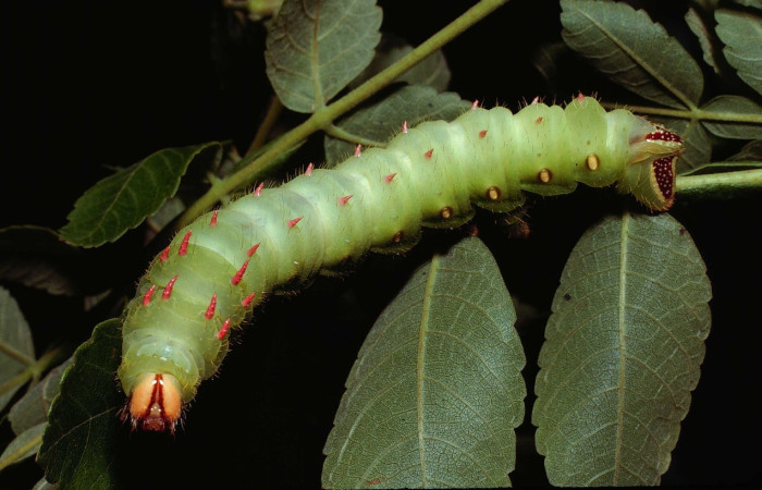 Fig. 13. Vista de la cabeza y dorsal de larva de <i>Eacles</i> imperialisDHJ02 (Saturniidae), alimentándose de <i>Bursera tomentosa</i>, (Burseraceae). Voucher: 80-SRNP-317-DHJ1568.jpg.