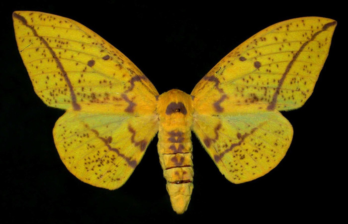 Fig. 24. Vista dorsal de adulto hembra de <i>Eacles</i> imperialisDHJ02 (Saturniidae). Voucher: 96-SRNP-7241-DHJ31191.