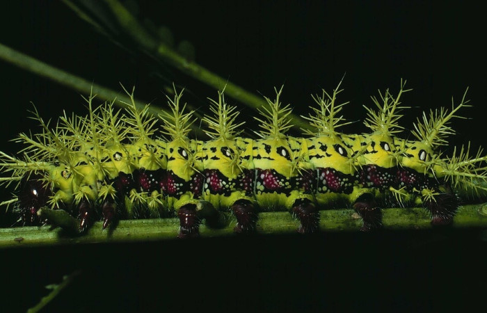 Fig. 12 Larva <i>Molippa nibasa</i> (Saturniidae), vista dorsal, Area administrativa, Sector Santa Rosa, 675 m. 84-SRNP-1621-DHJ8500.jpg
