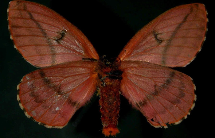 Fig. 15 Adulto <i>Molippa tusina</i> (Saturniidae), vista dorsal, Río Blanco Abajo, Sector San Cristóbal, 500m. 00-SRNP-11597-DHJ31268.