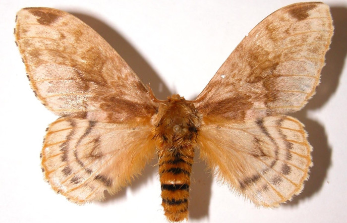 Fig. 16 Adulto <i>Molippa simillima</i> (Saturniidae), vista dorsal, INBioCRI002225836.