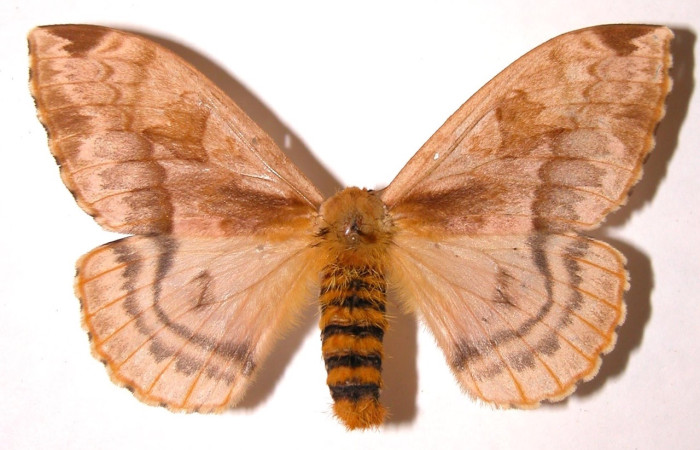 Fig. 17 Adulto <i>Molippa nibasa</i> (Saturniidae), vista dorsal, mide 76mm. Area administrativa, Sector Santa Rosa, 295 m. 95-SRNP-4559.11-DHJ91506. 