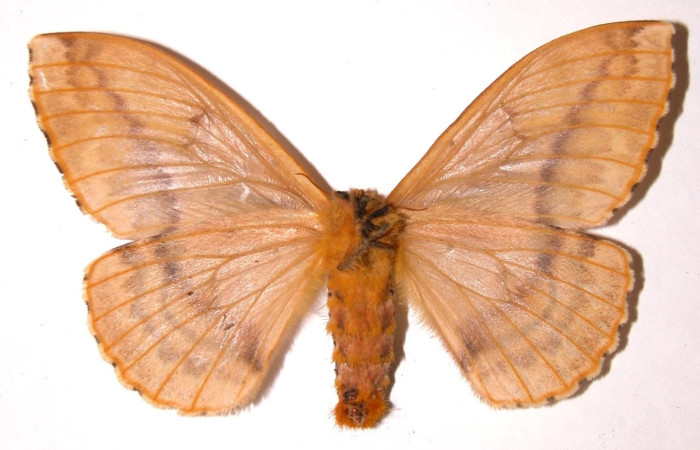 Fig. 18 Adulto <i>Molippa nibasa</i> (Saturniidae), vista dorsal, mide 76mm. Area administrativa, Sector Santa Rosa, 295 m. 95-SRNP-4559.11-DHJ91507.