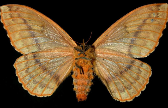 Fig. 1 Adulto <i>Molippa nibasa</i> (Saturniidae), vista dorsal, mide 75mm. Casona Santa Rosa, Sector Santa Rosa, 295 m. 99-SRNP-9732-DHJ31264.